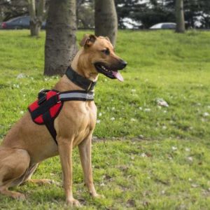 Instructor canino Profesional